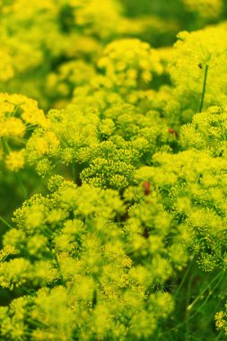 Bahçede açan dereotu çiçeklerinin yakın çekimi, yumuşak odak içinde parlak sarı kümeler gösteriyor.