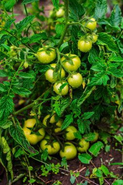 Küçük su damlacıklarıyla kaplı sayısız olgunlaşmamış yeşil domates, bir ev bahçesindeki yemyeşil ve sağlıklı bir bitkiye asılıyor. Canlı yeşillikler ve gelecek vaat eden meyveler başarılı bir yaz mevsimi ve gelecekte bol miktarda hasat olduğunu gösteriyor..