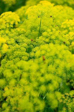 Parlak sarı dereotunun tam çiçeklenme halindeki yakın plan çekimi canlı ve bulanık bir arkaplan oluşturur. Bu aromatik bitki yaz bahçelerinde sık rastlanan bir manzaradır. Böcekleri cezbeder ve güzellik katar..