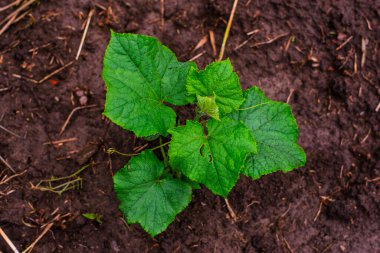 Küçük, sağlıklı bir salatalık bitkisinin yakın çekim görüntüsü. Yeni yapraklar ortaya çıkıyor, zengin, karanlık toprak ve dağınık dallarla çevrili..