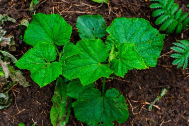 Geniş, yemyeşil yapraklı sağlıklı, genç bir salatalık bitkisine yakın plan, arka planda diğer yeşil yapraklarla birlikte koyu ve verimli topraklarda gelişiyor..