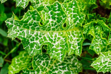 Bir süt devedikeni bitkisinin benzersiz desenli yapraklarının yakından çekimi. Tıbbi özellikleri ve kendine özgü sivri uçlarıyla bilinir. Canlı yeşil ve beyaz desen yaratıyor