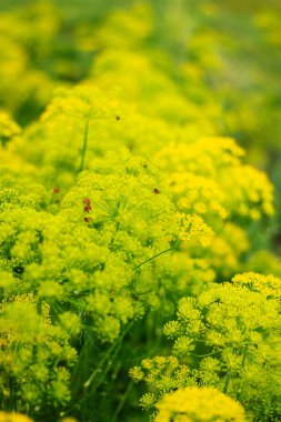 Geniş, yoğun, parlak sarı dereotlarının yakın plan görüntüsü, alanın geri kalanı canlı ve odak dışı bir zemin oluşturur..