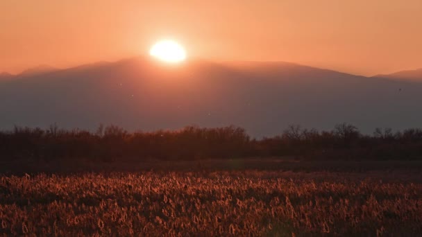 Das Feld Der Phragmiten Glüht Als Die Sonne Hinter Dem — Stockvideo
