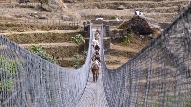 Mules Lopen Hangbrug Het Annapurna Circuit Nepal — Stockvideo