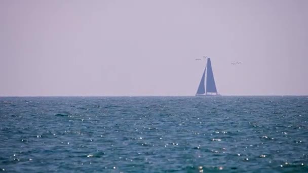 Segelbåt Flyter Horisonten Som Delfiner Brott Och Fåglar Flyger Genom — Stockvideo