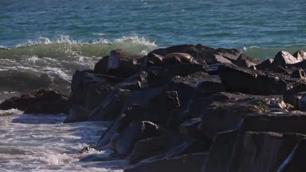 Dalgalar Yuvarlanıyor Kayalara Çarpıyor Güneş Altında Yatan Deniz Aslanlarıyla Birlikte — Stok video