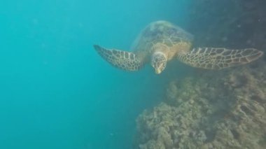 Deniz kaplumbağası Hawaii kıyılarında mercan tararken resif boyunca yüzüyor..