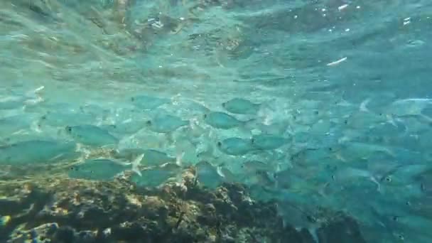 Школа Голубий Тінь Плаває Вздовж Рифу Гаваях Вздовж Поверхні Води — стокове відео