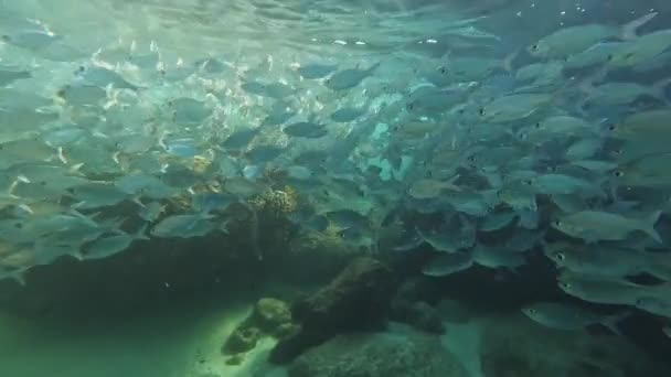 Esnórquel Través Del Arrecife Hawaii Través Escuela Bigeye Shad Cerca — Vídeos de Stock