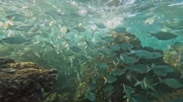 Bigeye Shad Escuela Peces Nadando Alrededor Del Arrecife Coral Hawaii — Vídeos de Stock