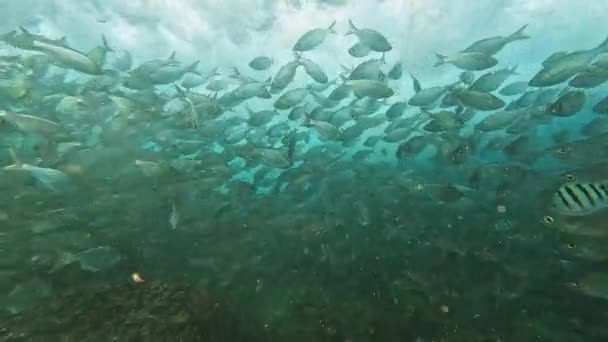 Vista Submarina Las Olas Rodando Largo Del Arrecife Con Escuela — Vídeos de Stock