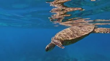 Su altı deniz kaplumbağası, Hawaii açıklarında okyanus tabanına doğru yüzmeden önce bir yudum hava alıyor..