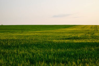 Tarım, geniş, yemyeşil bir arpa tarlası. Tarım, Çavdar Tarlası, Çavdar Tarlası
