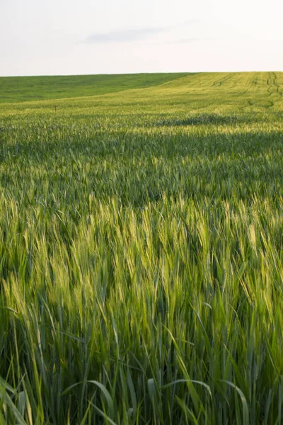 stock image Agriculture, a vast field of lush green barley. Agribusiness, Rye plantation, Rye landscape