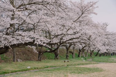 Miyagawa Ryokuchi Park 'ında Kiraz Çiçekleri açıyor.