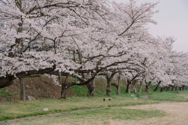 Miyagawa Ryokuchi Park 'ında Kiraz Çiçekleri açıyor.