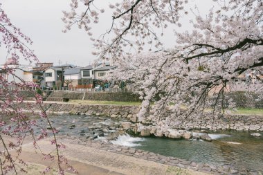 Japonya Takayama 'da Miyagawa Sabah Pazarı yakınlarındaki Kajibashi köprüsünü gezmek