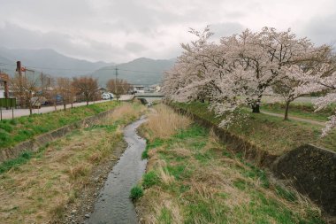 MT Fuji ve Cherry Blossom Gölü Kawaguchiko