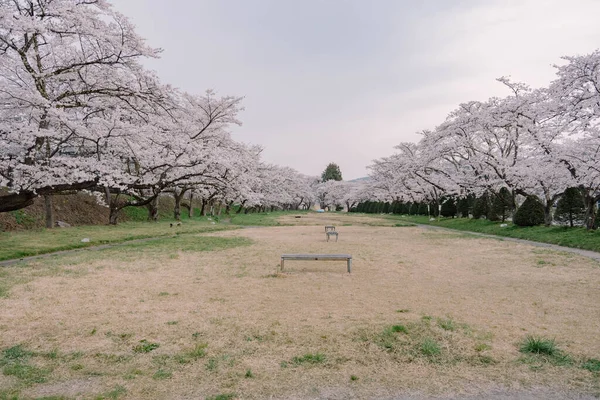 Sakura Kersenbloesems Bloeien Miyagawa Ryokuchi Park — Stockfoto