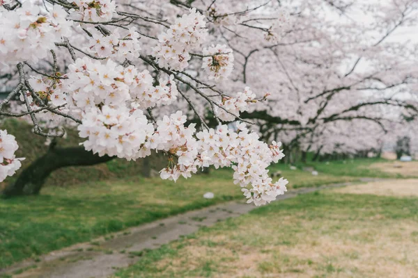 Detailní Záběr Krásné Větve Třešňového Květu Jaře — Stock fotografie