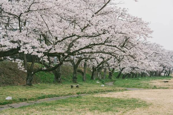 Nahaufnahme Eines Schönen Zweiges Der Kirschblüte Frühling — Stockfoto