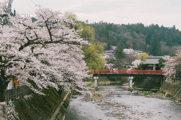 Třešňové Květy Sakura Obou Březích Řeky Miyagawa Jarním Období — Stock fotografie