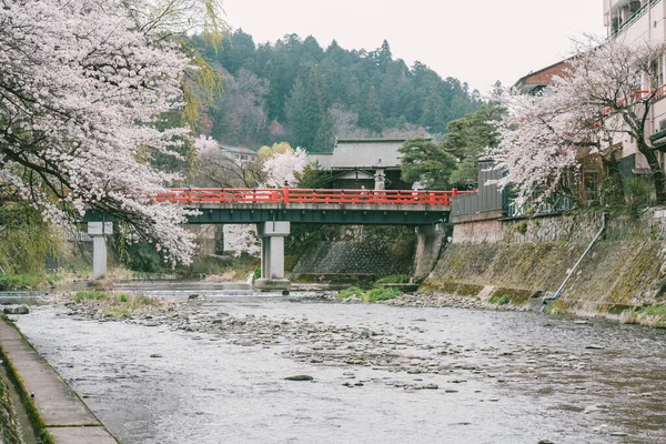 Sakura Ανθισμένες Κερασιές Κατά Μήκος Και Των Δύο Πλευρών Του — Φωτογραφία Αρχείου