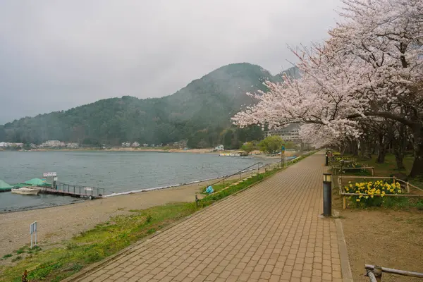 富士山和樱花盛开在湖河口湖 — 图库照片
