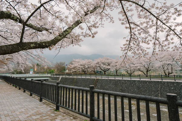 Fuji Cherry Blossom Lake Kawaguchiko — Stock Photo, Image