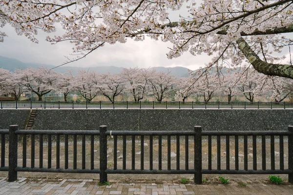 Fudžijama Cherry Blossom Kawaguchiko Jezeru — Stock fotografie