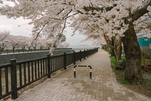Fuji Cherry Blossom Lake Kawaguchiko — Stockfoto