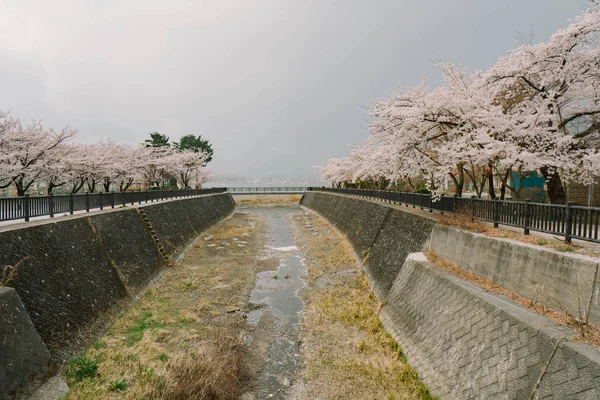 Fuji Cherry Blossom Lake Kawaguchiko — Stockfoto