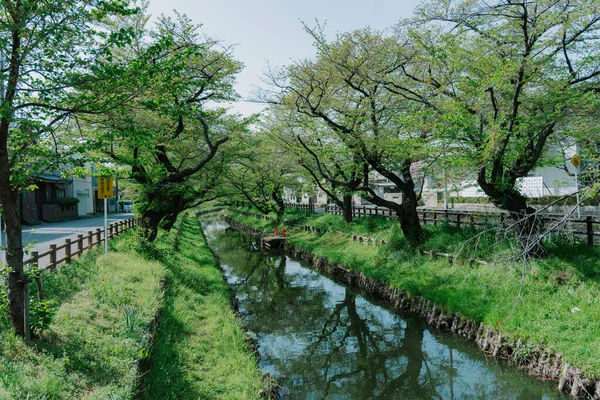 Japon kiraz çiçekleri Kawagoe, Saitama, Japonya 'daki Shingashi nehrinde görülebilir.