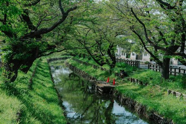 Japanse Kersenbloesem Kijkplaatsen Bij Shingashi Rivier Kawagoe Saitama Japan — Stockfoto