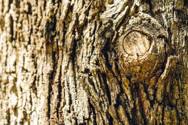 yüksek kontrastlı ahşap arka plan, kıvrımlı ağaç kabuğu fotokopi alanı, açık hava.