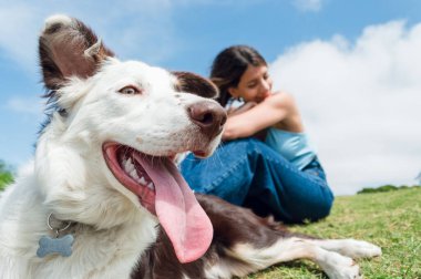 closeup face of border collie breed dog with white and brown fur, yellow eyes and tongue out, with its owner sitting blurred in the background, pet concept with copy space.