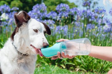 border collie breed puppy with white and brown fur, sitting in the park after a walk, is learning to drink water from the portable drinker, pet products concept, copy space.