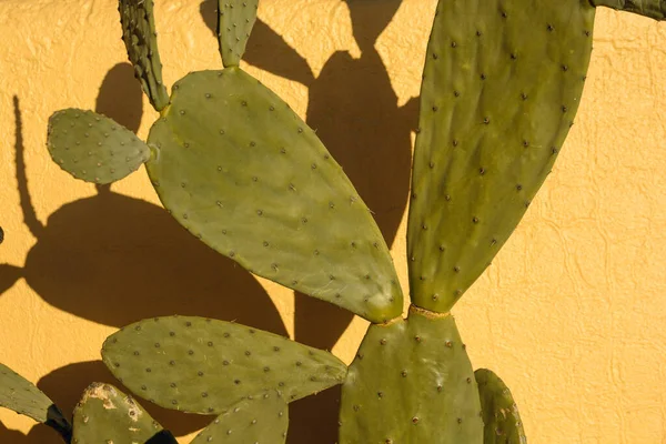Cactus Terrace Yellow Wall Background Outdoors Lit Sun Sunset Copy — Stock Photo, Image