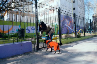 Siyah saçlı ve soğuk algınlığı için ceket giyen genç Latin Venezuelalı kadın gün batımında kapısının açılmasından mutlu. Siyah melez köpeğiyle parka giriyor. Oyun, yaşam tarzı konsepti, kopyalama alanı.