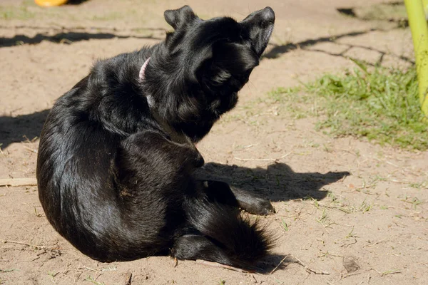 mixed breed black dog with black fur outdoors sitting in park scratching herself in sun in public park, sitting on ground. pets concept