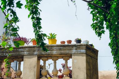 Arka planda gökyüzü, bahçe ve dekoratif bitkiler, kopyalama alanı ile donatılmış eski teras, küçük bitkiler ve sürüngen bitki dalları ile donatılmış