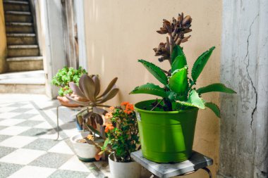 Duvarın yanındaki renkli saksılarda farklı çiçek bitkileri arka planda kırsal beton merdivenlerle evin giriş salonunu dekore ediyorlar. Boşluğu kopyala