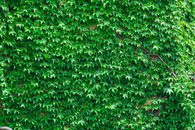 Büyük yeşil sarmaşıklı bitki duvarı öğle vakti güneşle aydınlatılıyor, kopyala uzayı.