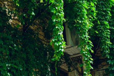 Evin tavanından sarkan asma bitkileriyle çevrili metal parantezler üzerine monte edilmiş açık hava klima ünitesi..