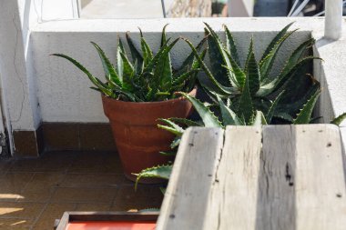 Buenos Aires 'te kahverengi saksılarda aloe vera bitkileriyle güneşli bir apartman dairesi..