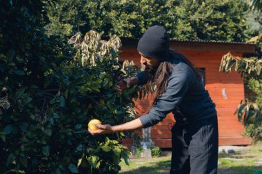 Arjantinli çiftçi sabah elinde bir portakalla ağacın yanında çalışıyor meyve suyu yapmak için meyve topluyor, meyve konsepti ve kırsal alan, kopyalama alanı.