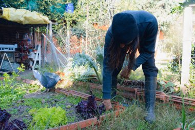 Erkek tarım işçisi, sebze bahçesindeki yabani otları temizlemek için eğildi. Elleri mor yapraklı marul yetiştiriyor. Ev yetiştirme kavramı, kopyalama alanı.