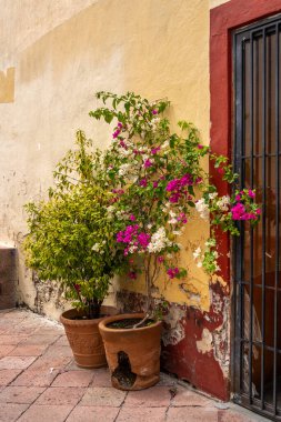 İki saksı bitkisi sarı bir duvarın yanındaki tuğla geçitte oturuyorlar. Bitkiler mor. Queretaro şehrinin tarihi merkezi, Meksika 'nın Bağımsızlık Günü' nü, sömürge mimarisini, sokaklarını ve cephelerini kutlamak için dekorasyon ve gelenekler