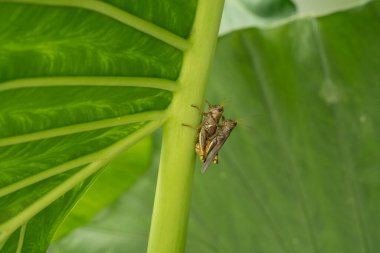 Bir çekirge yaprağın üzerinde oturuyor. Yaprak yeşildir ve birkaç kahverengi lekesi vardır. Queretaro şehrinin tarihi merkezi, Meksika 'nın Bağımsızlık Günü' nü, sömürge mimarisini, sokaklarını ve cephelerini kutlamak için dekorasyon ve gelenekler